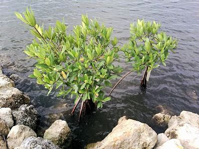 Non-Native Mangrove Environments